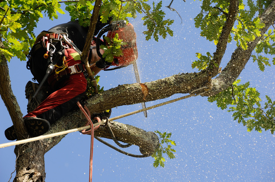 Taille et élagage, l’art d’entretenir ses arbres et arbustes