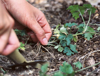 Optimiser le désherbage de son jardin