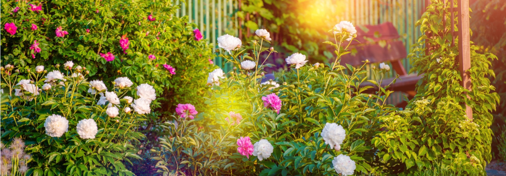 Avoir un beau jardin, ça s’entretient