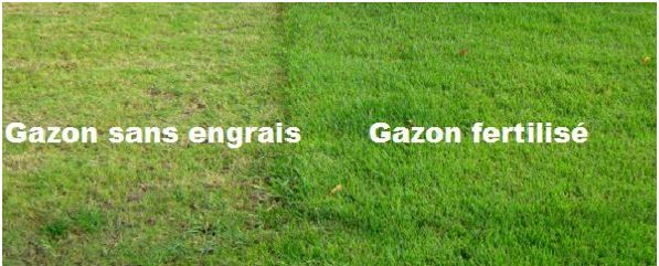 Pour une pelouse verte, pensez à la fertilisation !