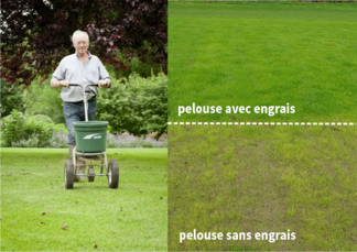 Pour une pelouse verte, pensez à la fertilisation !