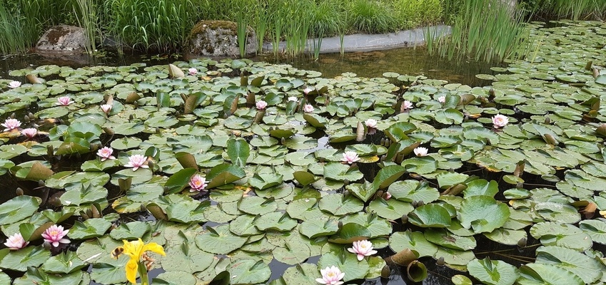 Un bassin plein de vie dans son jardin