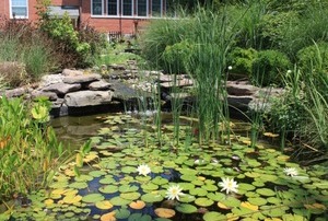 Un bassin plein de vie dans son jardin