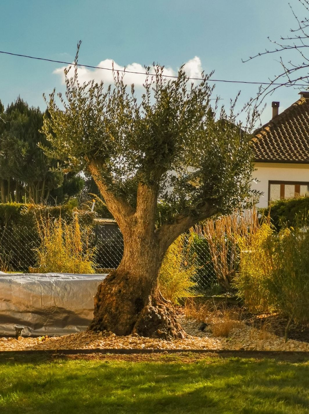 Plantation d’un olivier